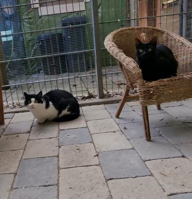 Amadeus und Feli | Foto: Sabine Pollok