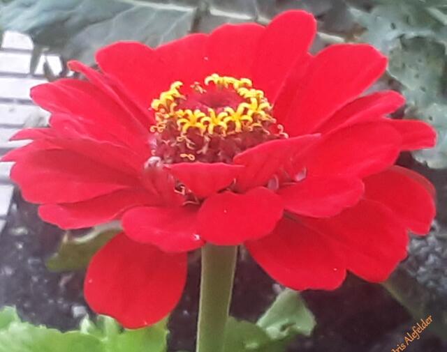 Foto: Iris Alefelder