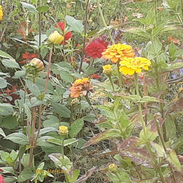 Foto: Iris Alefelder