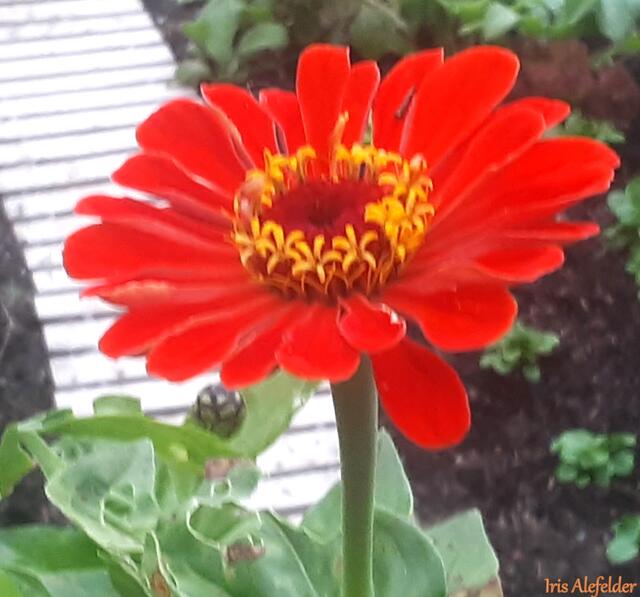 Foto: Iris Alefelder