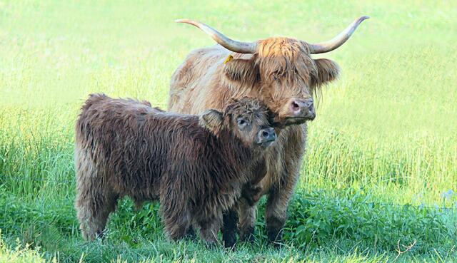 JULI: Die schottischen Highländer auf der Täfertinger Weide