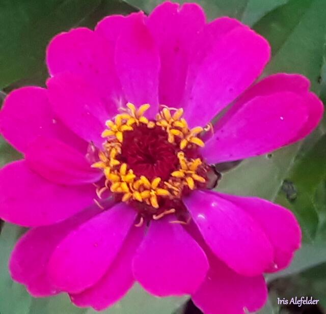 Foto: Iris Alefelder