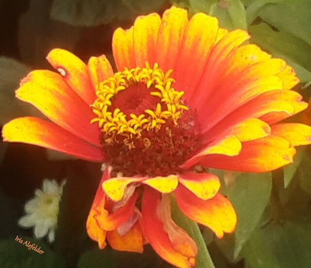 Foto: Iris Alefelder