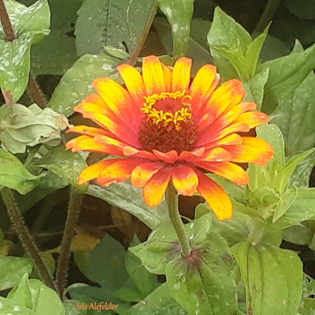 Foto: Iris Alefelder