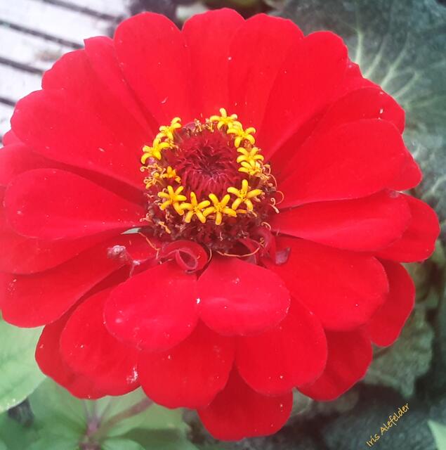 Foto: Iris Alefelder