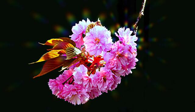 MAI: Asiatische Kirschblüte in der Neusässer Gartenstraße