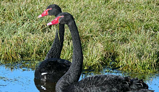 FEBRUAR: Seltene Gäste, zwei Trauerschwäne besuchen unsere Heimat