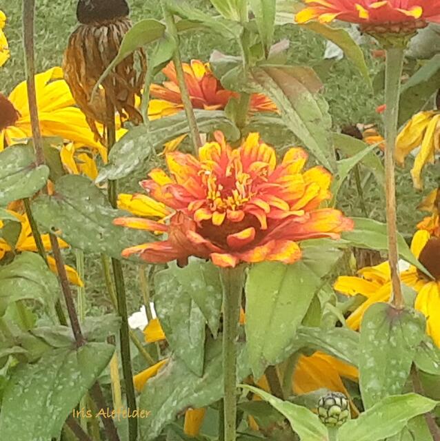 Foto: Iris Alefelder