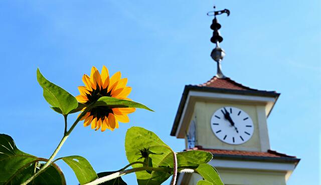 SEPTEMBER: Sonnenblume am Torturm vor dem Seniorenheim am Lohwald