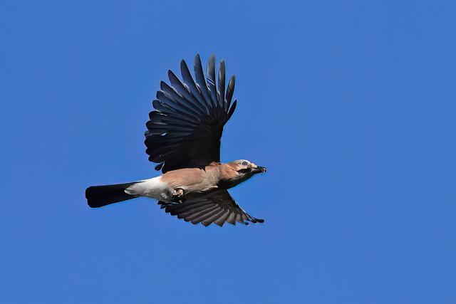 Eichelhäher | Foto: Copyright Andreas Schäfer