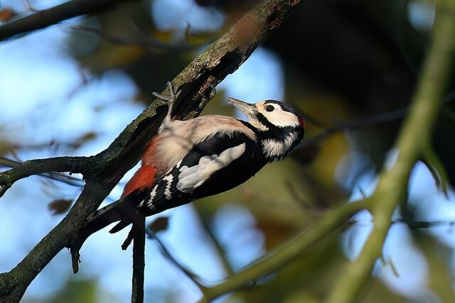 Buntspecht  | Foto: Copyright Andreas Schäfer