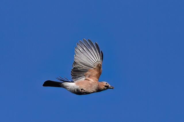Eichelhäher | Foto: Copyright Andreas Schäfer