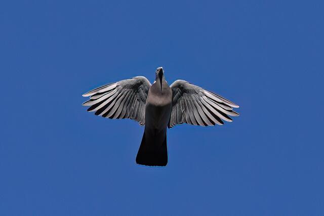 Ringeltaube  | Foto: Copyright Andreas Schäfer