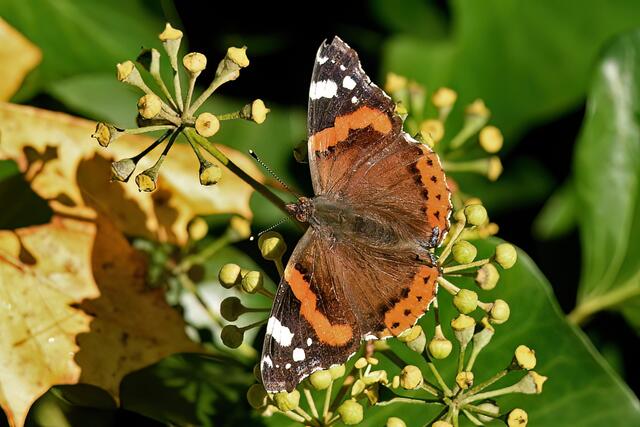 Foto: Copyright Andreas Schäfer