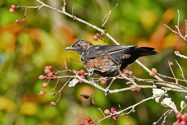 Amsel  | Foto: Copyright Andreas Schäfer