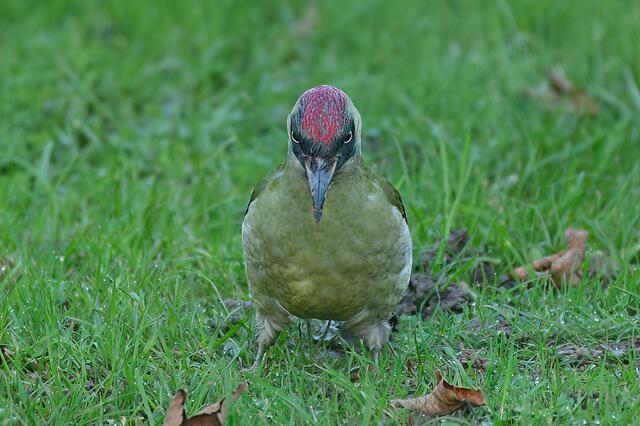 Grünspecht  | Foto: Copyright Andreas Schäfer