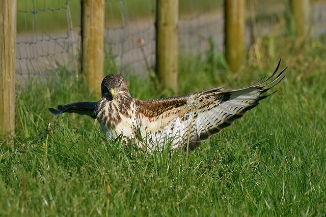 Foto: Copyright Andreas Schäfer