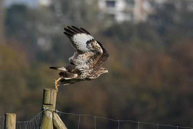 Foto: Copyright Andreas Schäfer