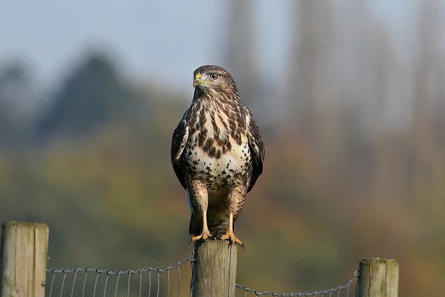 Foto: Copyright Andreas Schäfer