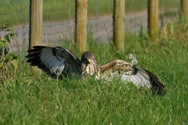 Foto: Copyright Andreas Schäfer