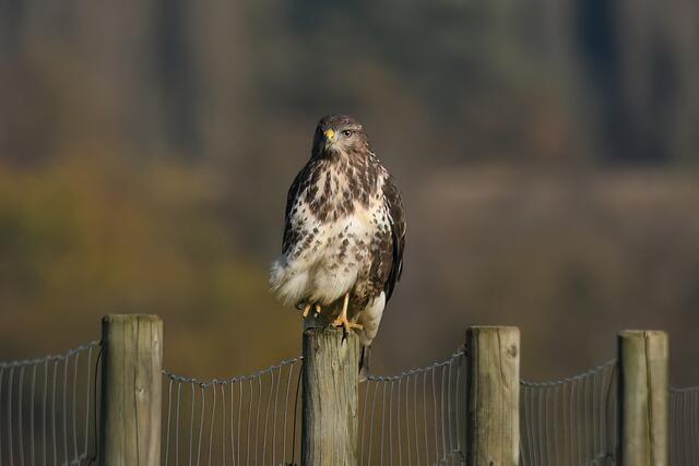 Foto: Copyright Andreas Schäfer