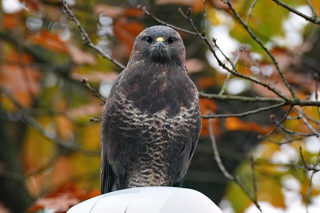 Bussard | Foto: Copyright Andreas Schäfer
