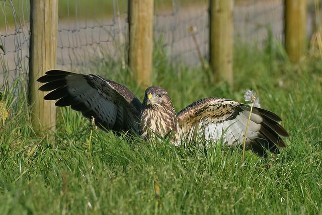 Foto: Copyright Andreas Schäfer