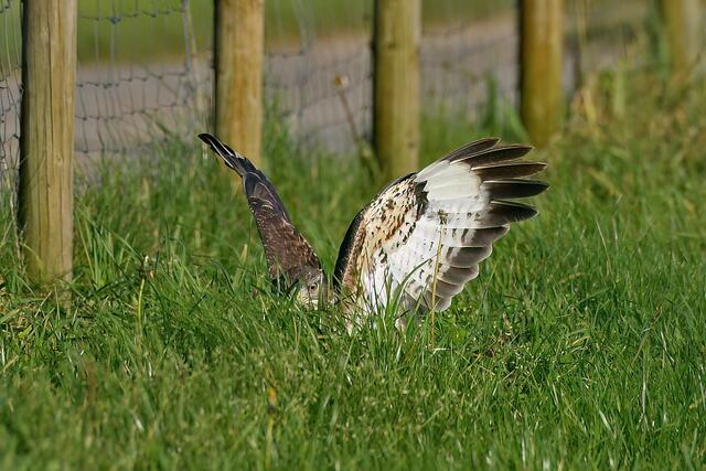 Foto: Copyright Andreas Schäfer