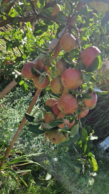 Nachhaltige Wahlkampfaktion mit 100 Apfelbäumen seit 2020. | Foto: SPD Friedberg
