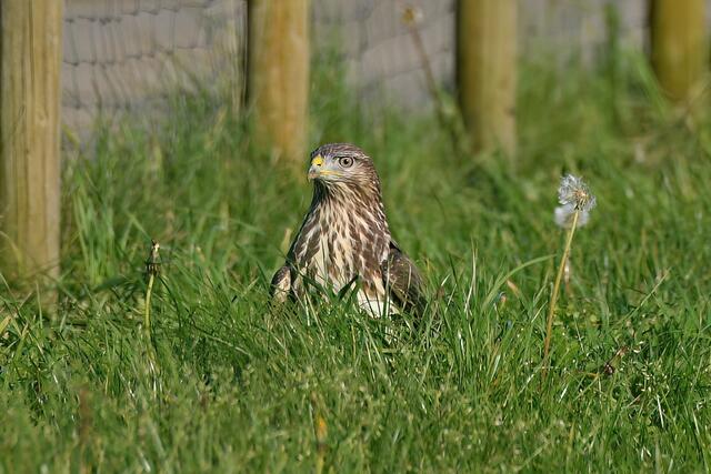 Foto: Copyright Andreas Schäfer