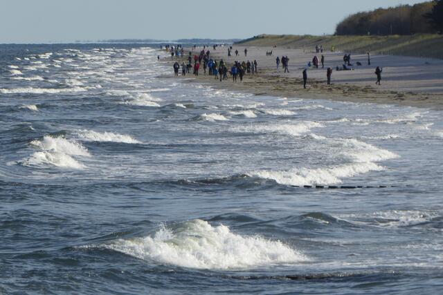 Strandläufer an der Zingster Ostseeküste.