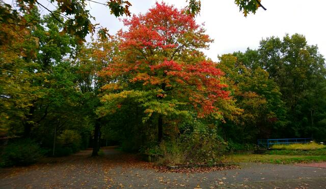 Leuchtendes Rot | Foto: Shima Mahi