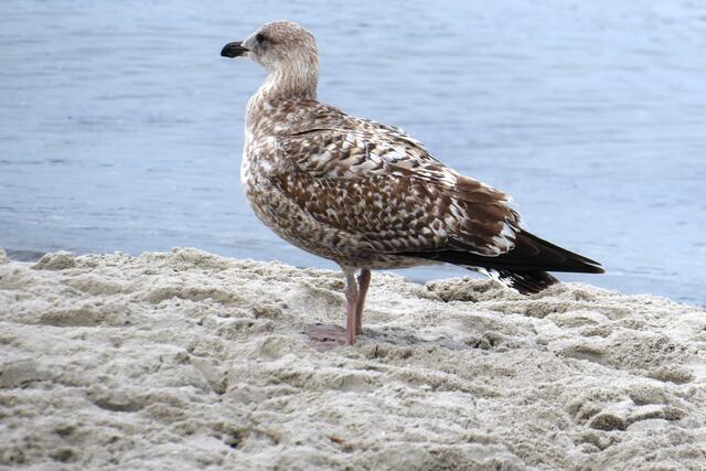 Auch sie bleibt ruhig. Gesehen am Strand.