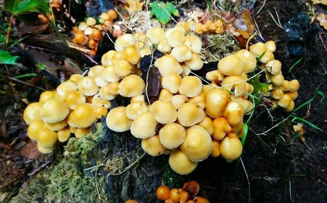 Sonnengelbe Pilze | Foto: Shima Mahi