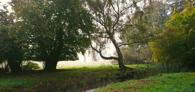 Nebel und Raureif an der Wietze | Foto: Shima Mahi