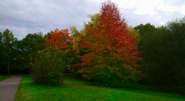 Wunderschöne Herbstfarben | Foto: Shima Mahi