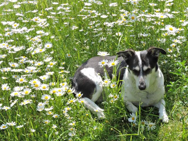 Ich genieße den Sommer auf der Wiese ...