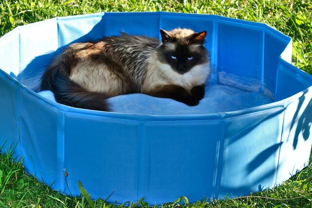 Einstein liegt gern im Pool ... natürlich ohne Wasser ;-)