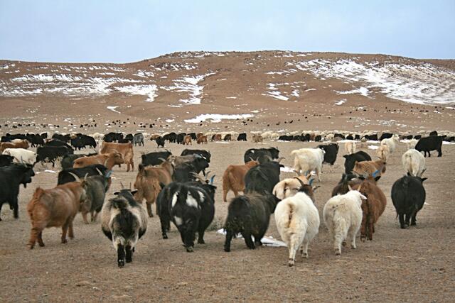 Der Reichtum einer Nomadenfamilie