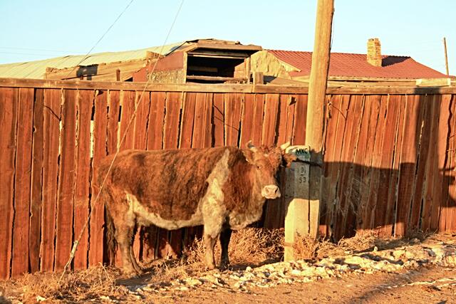 Eine einsame Kuh steht in der Kälte. Armes Vieh.
