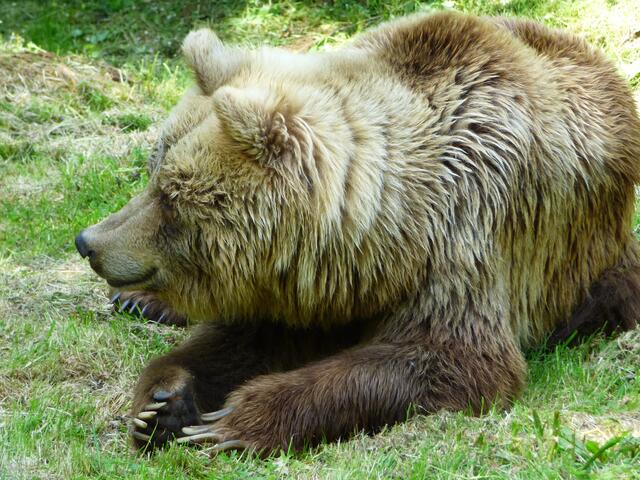 Der allseits bekannte "Gewöhnliche  Braunbär (Ursus arctos)"
