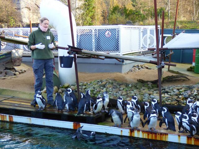 Vorstellung der  Pinguine