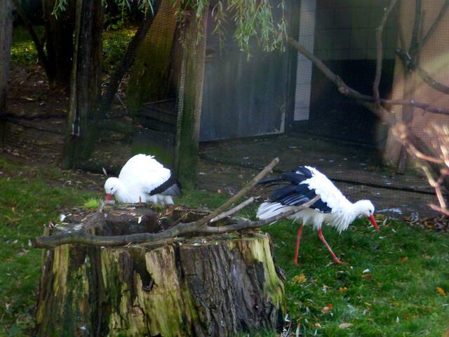 Die Weißstörche überwintern hier