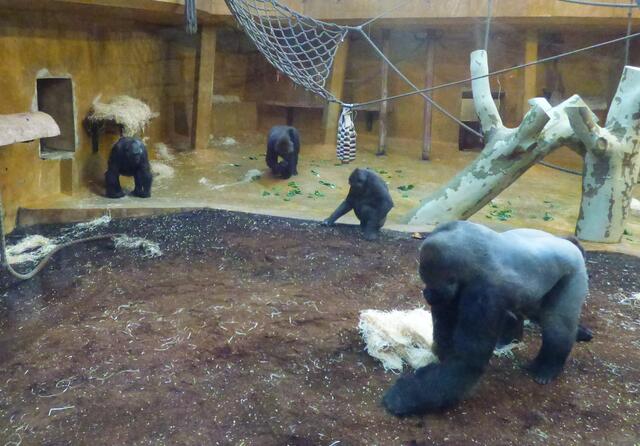 Die Flachlandgorillas sind auch im Tropenhaus
