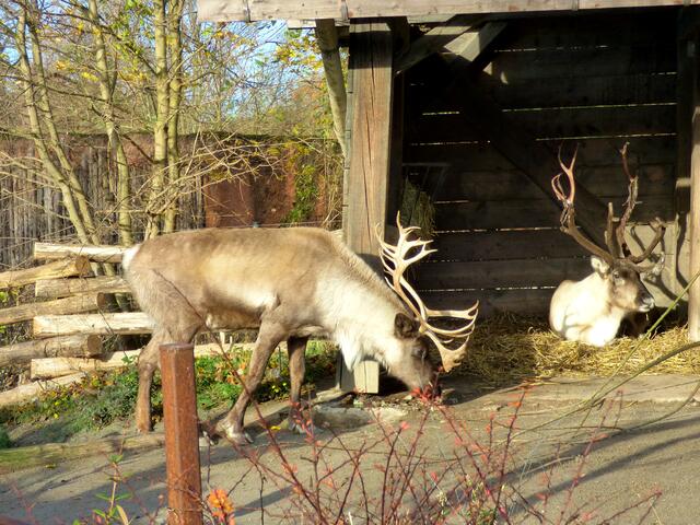 Die Karibu Rentiere warten auf ihren Einsatz um mit dem Schlitten zu fliegen