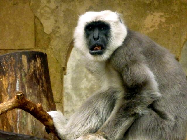 Die Hulman Langure sucht das Warme