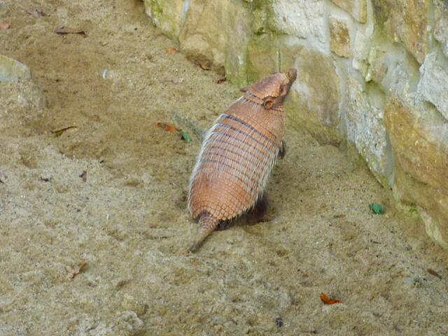 Das Sechsbindengürteltier hat sich kurz raus gewagt
