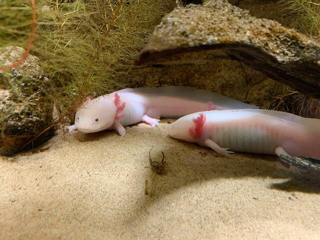 Von A wie Axolotl