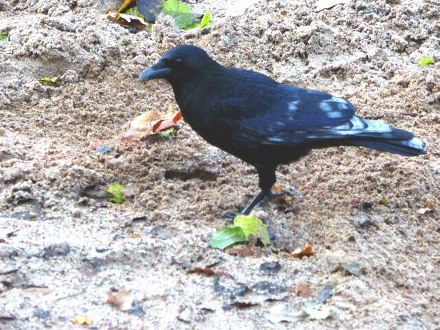 Die Raben sind überall