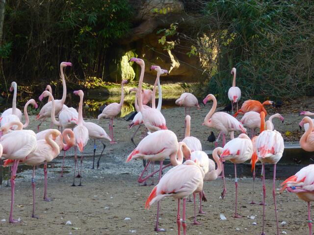 Viele Flamingos